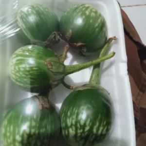 Terong Lalap Bulat: Segar, Renyah, dan Cocok untuk Lalapan dari Sumber Sayur