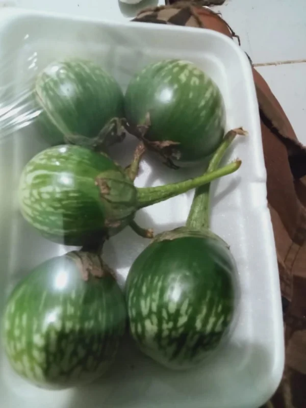 Terong Lalap Bulat: Segar, Renyah, dan Cocok untuk Lalapan dari Sumber Sayur
