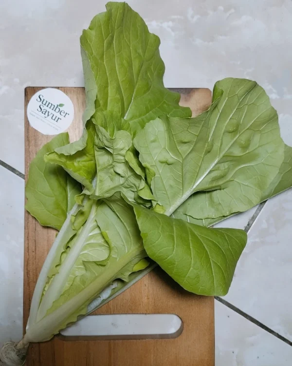 Sawi Keriting: Sayuran Super Sehat dengan Segudang Manfaat – Beli Segar di Sumber Sayur!