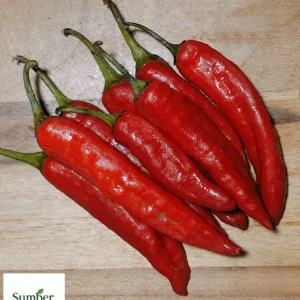 Cabai TW Merah Segar: Pedas Autentik & Tips Memilih Terbaik