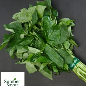 daun kacang segar sumber sayur tasikmalaya